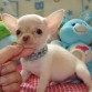 Pequeño Chihuahua en cama